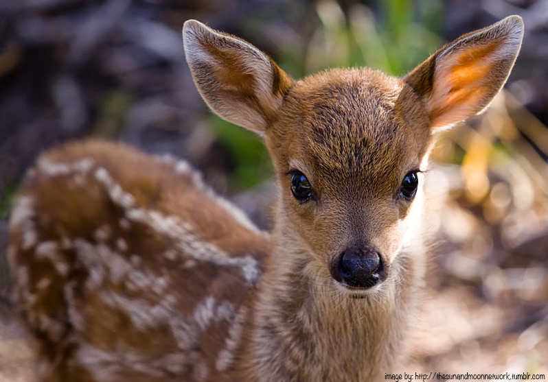 baby deer ears