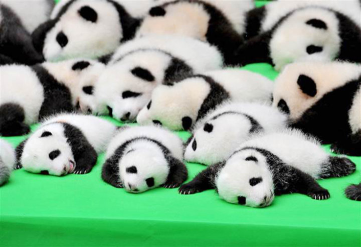 panda-today_736